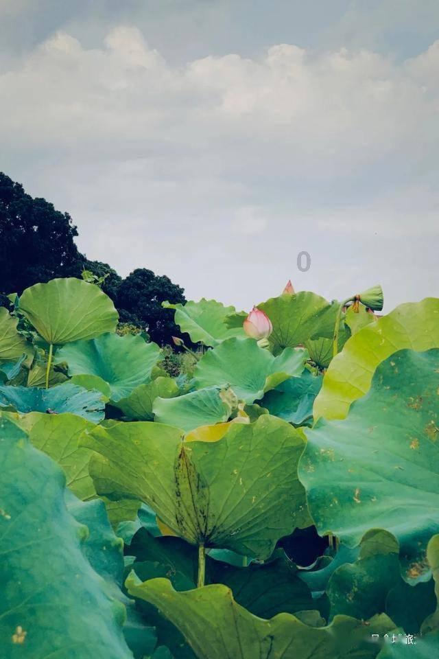 春节福字如何贴